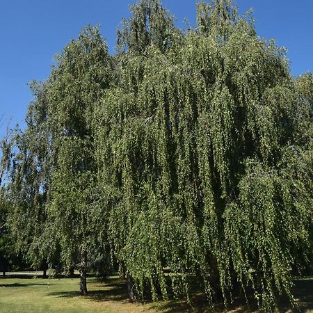 דירות בוסטו ארסיציו Al Salice Tranquillita Nel Verde Via Amendola 24 מראה חיצוני תמונה
